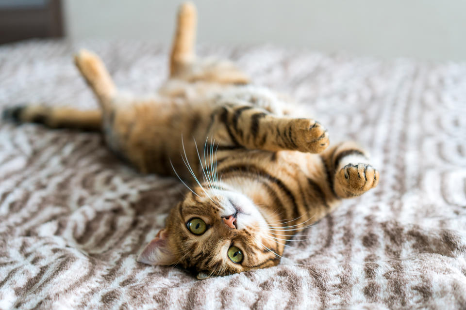 A cat laying on a rug