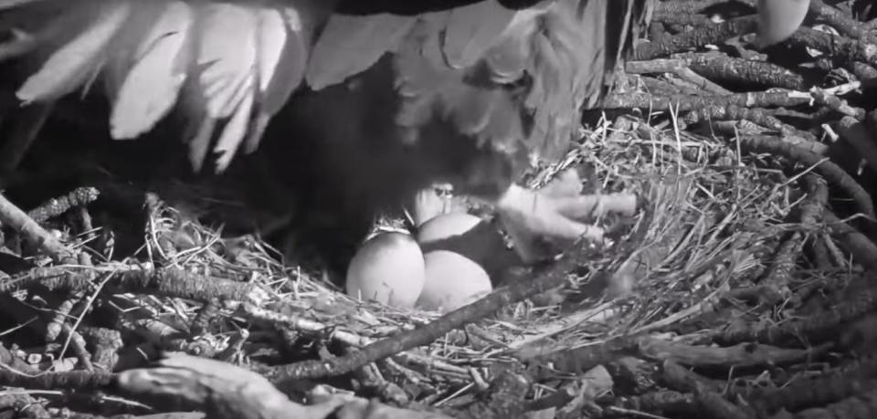 On a windy night, with snowy weather approaching, Jackie the bald eagle rustled a few feathers as she delivered her third egg of the year. Jackie and Shadow became the proud parents of mama eagle’s first full three-egg clutch on Wednesday night in Big Bear Lake.