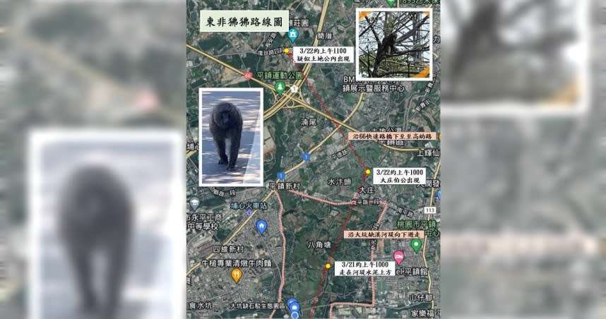 新竹六福村東非狒狒脫逃，躲藏在桃園平鎮長達12天，里長抓捕2次未果，有民眾看見牠大搖大擺逛大街。（圖／翻攝里長黃志杰臉書）