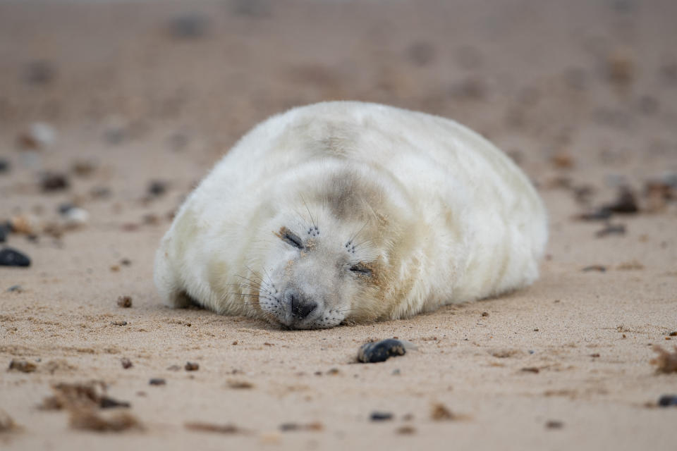 A newborn grey seal pup on the beach at Horsey in Norfolk, as the pupping season begins at one the UK's most important sites for the mammals.