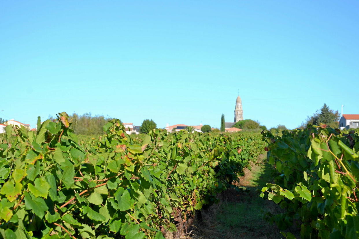 Vins blancs secs et frais ou bien légers et fruités, rouges tendres et gourmands , rosés doux et blancs moelleux : un festival de vins d'été.  - Credit:DR Interloire