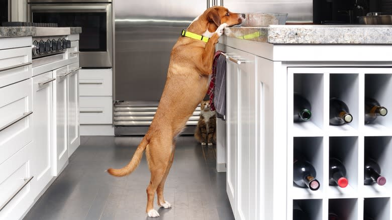 Dog examining kitchen counter