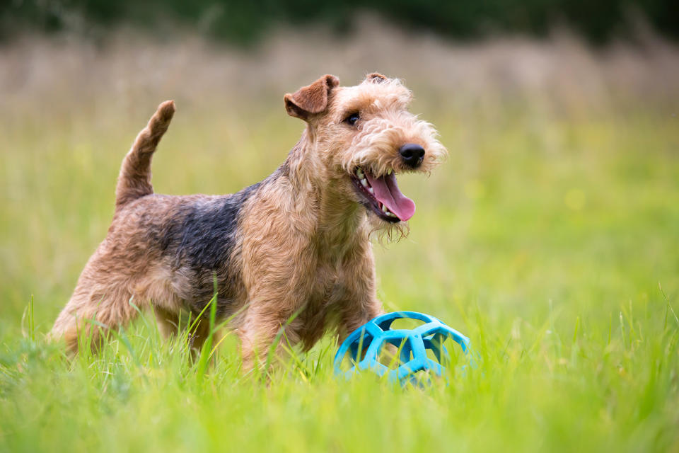 Lakeland Terrier