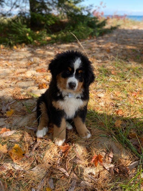 Such fluff for a pup.