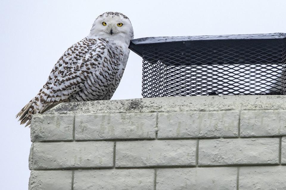 Cypress, CA - December 27: A snowy owl perches on the top of a chimney of a home in Cypress on Tuesday afternoon, December 27, 2022, as bird watchers and photographers gather on the street below to see the very unusual sight. A snowy owl, certainly not native to Southern California, has made an appearance in a residential Cypress neighborhood, drawing avid ornithologists and curious bird gawkers alike. (Photo by Mark Rightmire/MediaNews Group/Orange County Register via Getty Images)