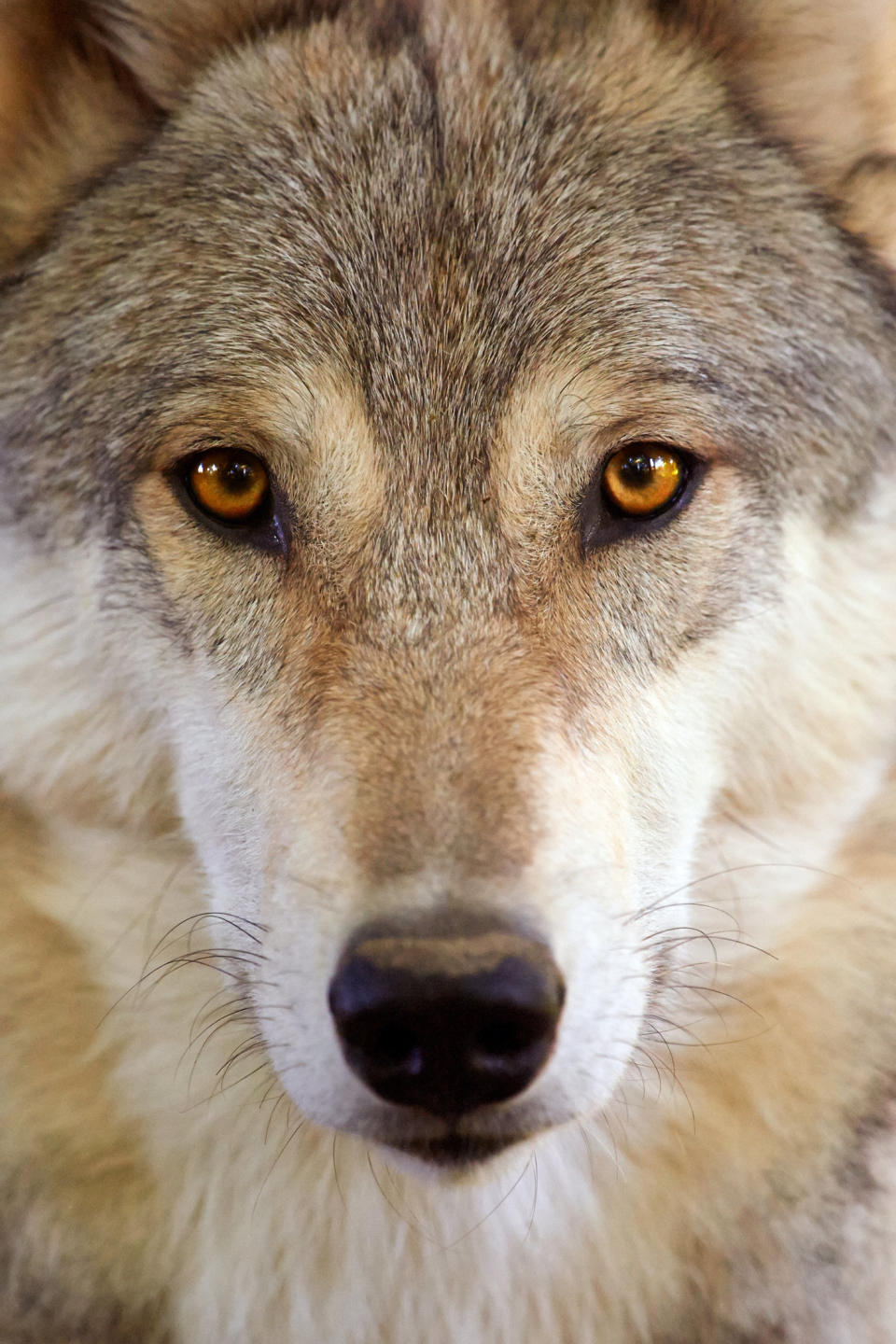 The gray wolf or grey wolf (Canis lupus)