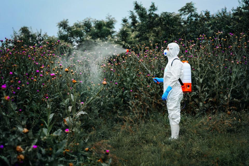 El glifosato, un herbicida utilizado en productos como Roundup, fue clasificado por la IARC como cancerígeno para los humanos en 2015. <a href="https://www.gettyimages.com/detail/photo/person-in-protective-suit-spraying-herbicide-on-royalty-free-image/1327771135" rel="nofollow noopener" target="_blank" data-ylk="slk:Adriana Duduleanu/EyeEm via Getty Images;elm:context_link;itc:0" class="link ">Adriana Duduleanu/EyeEm via Getty Images</a>