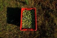 A box of olives is seen during harvest at Manenghetti farm in Bale