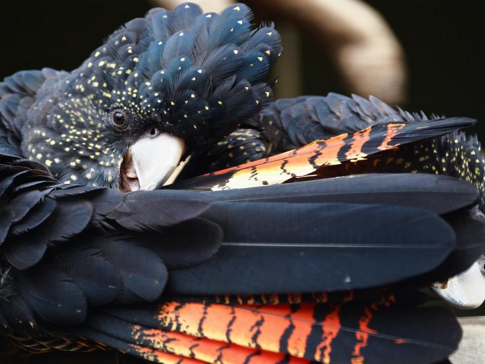 Red-tailed black cockatoos are illegally trafficked overseas. Shutterstock