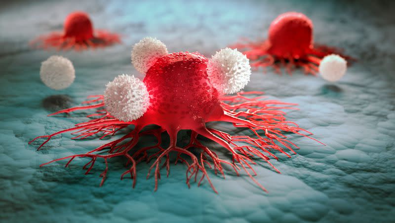 An artistic rendition of white cells attacking red cancer cells. Researchers using new technology to make cancer cells more visible to the immune system say it could lead to a future innovative cancer treatment option.