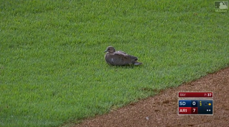 This bird is a huge baseball fan. Why else would it be chilling on the field at a Diamondbacks game? (MLB.com)