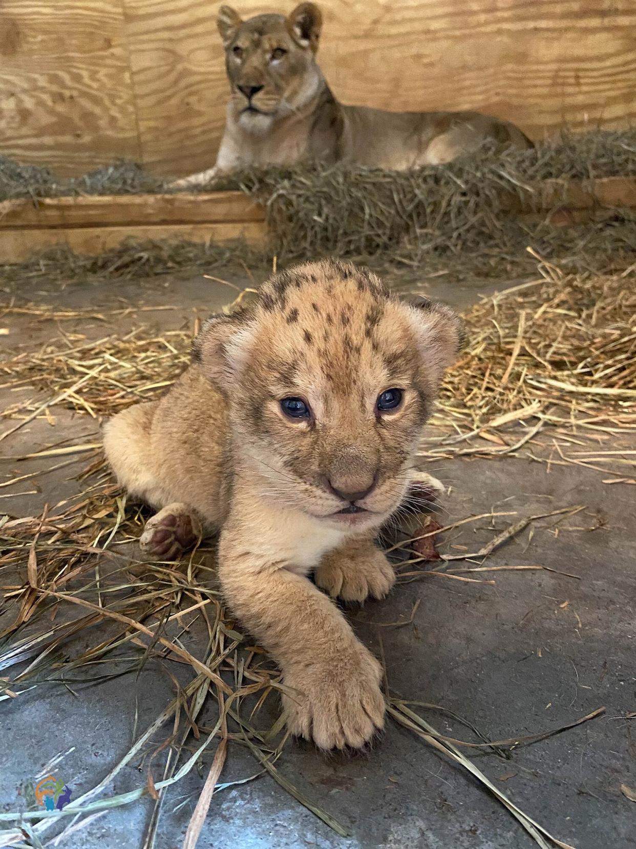 african lion cub