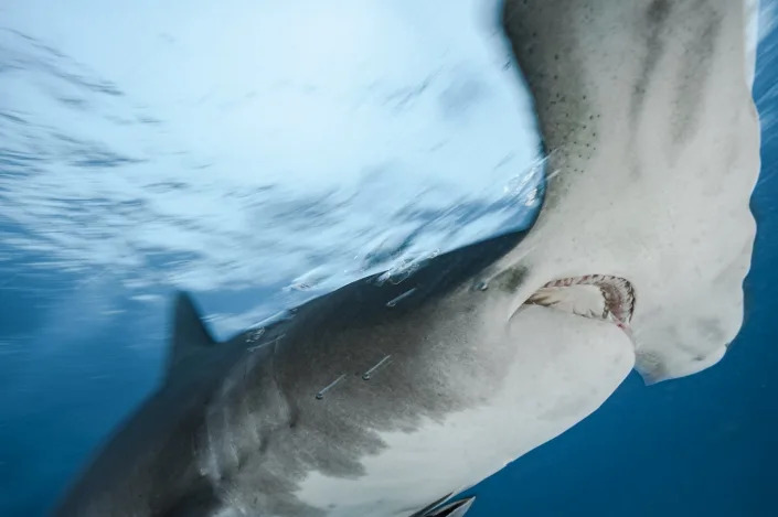 If you look closely at this great hammerhead shark (<em>S. mokarran</em>) you can see the sensory pores on the underside of its hammer. Alexis Rosenfeld/Getty Images News via Getty Images