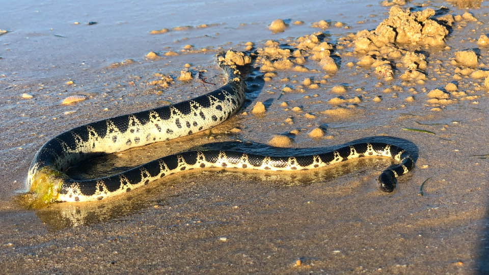 The woman picked this snake up and put it back in the ocean. Source: Facebook