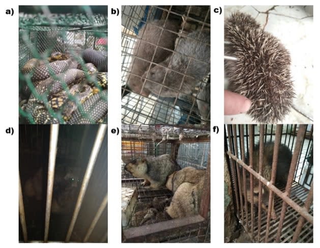 Photos included in the Scientific Reports study, showing poor welfare of animals on sale in Huanan seafood market, including: (a) King rat snake (b) Chinese bamboo rat (c) Amur hedgehog (d) Raccoon dog (e) Marmot (beneath the marmots is a cage containing hedgehogs), and (f) Hog badger - Zhao-Min Zhou et al, Scientific Reports 