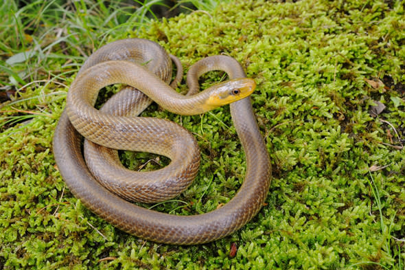 can grass snakes hurt dogs