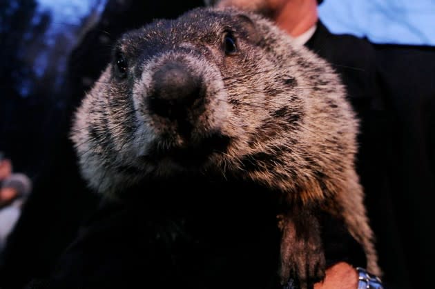 Punxatawney Phil, how could you (or your fellow groundhogs)? — Getty