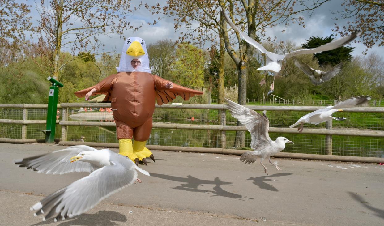 A Blackpool Zoo worker wearing a giant bird costume to scare away seagulls.