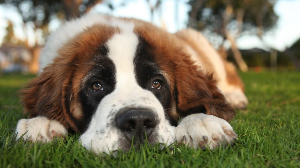 Close up of a Saint Bernard laying on grass