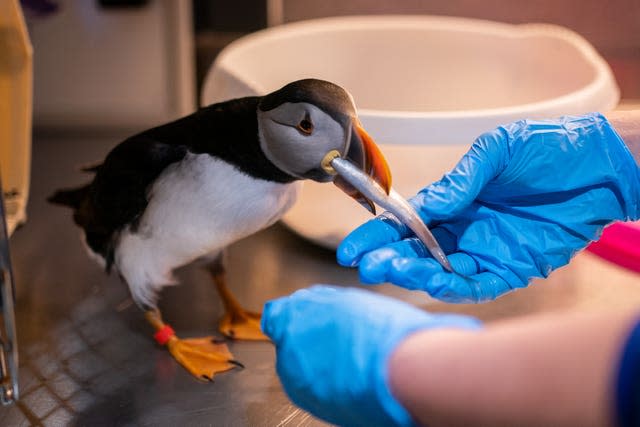 Puffins in Iceland