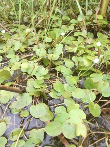 European frogbit infestation near the Munuscong Bay.