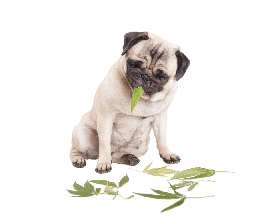 Dog with a marijuana leaf in its mouth and marijuana leaves on the floor.