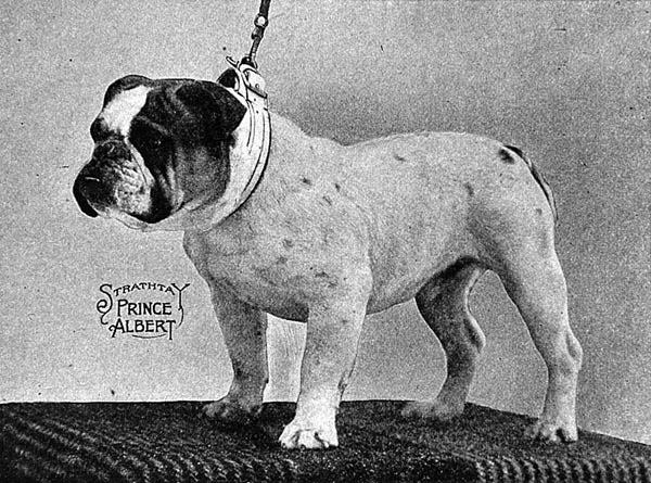 1913 westminster winner