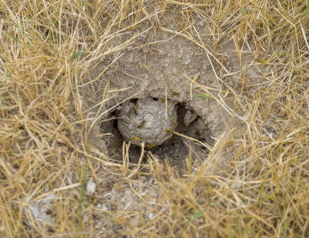 <p>prill / Getty Images</p> A yellow jacket nest inside a burrow