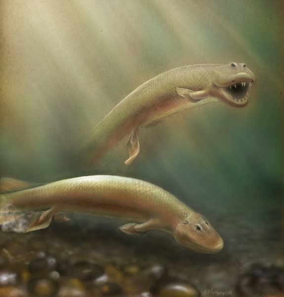 Scientists investigated fossils of a 375-million-year-old fish known as Tiktaalik roseae, discovered in 2004 in northern Canada's Ellesmere Island, finding they may have evolved rear legs before moving to land.