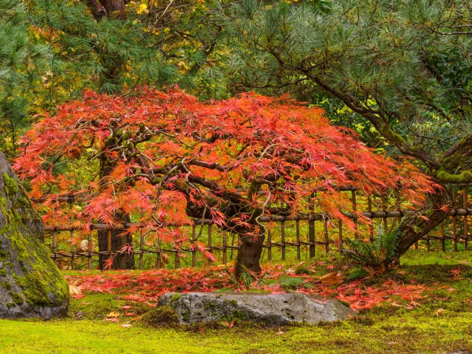 bright red japanese maple tree in yard with evergreen trees 