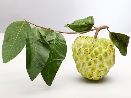 Sugar Apple