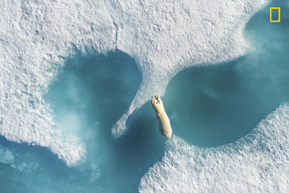 <p>“An incredible and unique shot, six meters above a polar bear in Nunavut, Baffin area during wildlife reportage in Nunavut and Greenland in Summer 2017.” (<a rel="nofollow noopener" href="http://yourshot.nationalgeographic.com/profile/1191010/" target="_blank" data-ylk="slk:Florian Ledoux;elm:context_link;itc:0;sec:content-canvas" class="link ">Florian Ledoux</a> / National Geographic Nature Photographer of the Year contest) </p>