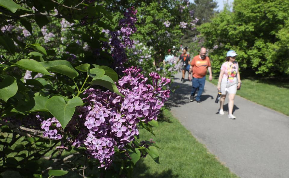 File Photo: Sunny skies meant a perfect opening day of the annual Lilac Festival in Highland Park in Rochester Friday, May 12, 2023.