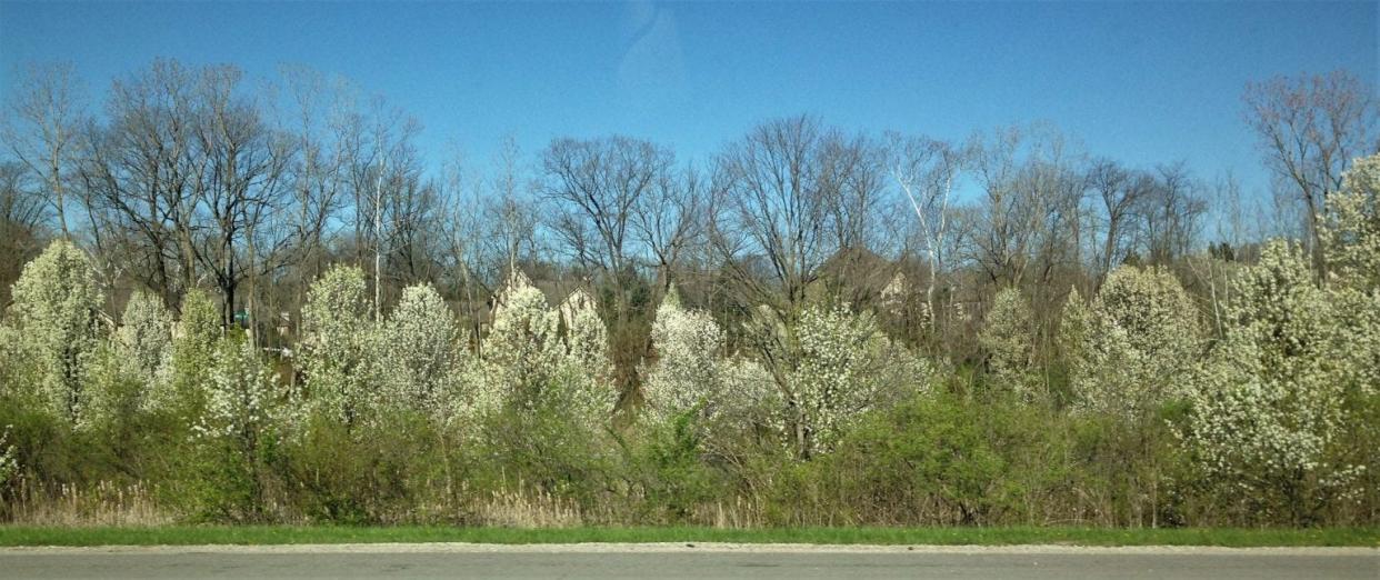 Callery pear, with white flowers blooming in early spring, will soon be visible along forest edges and right-of-ways across Indiana.