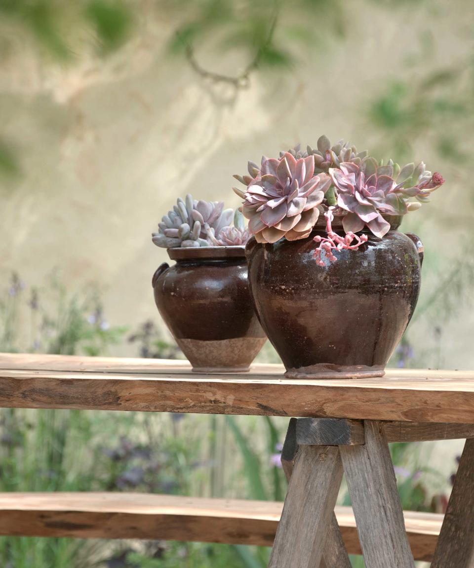 succulents in pots