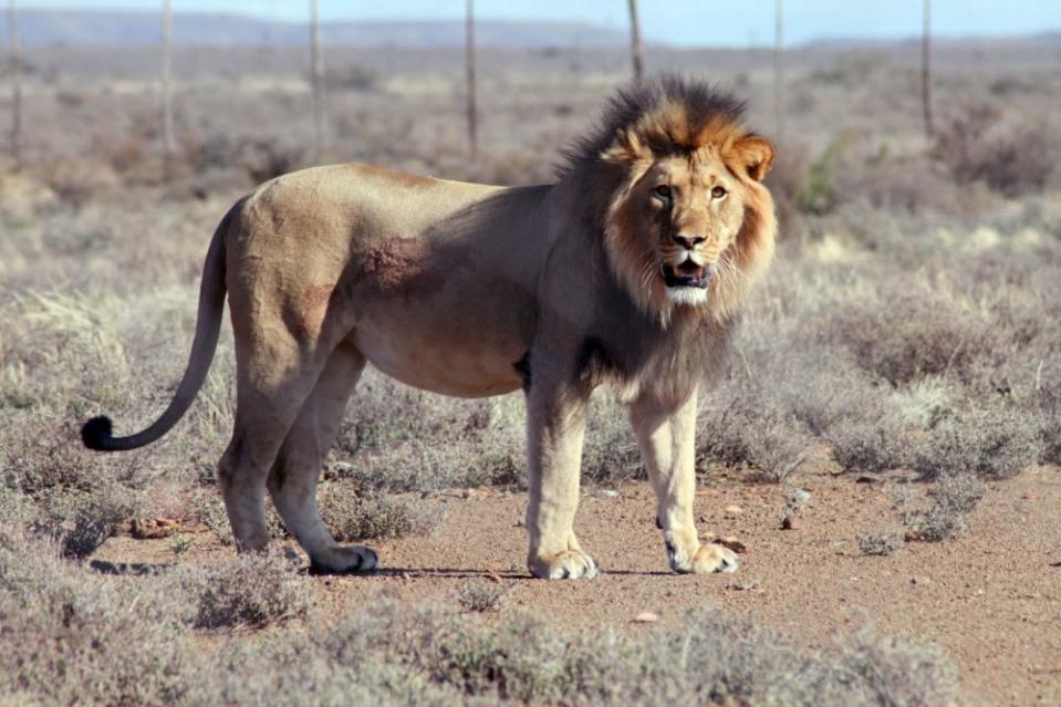 南非政府日前正式立例，禁止私人飼養獅子。
（圖：alternativeafrica@twitter）