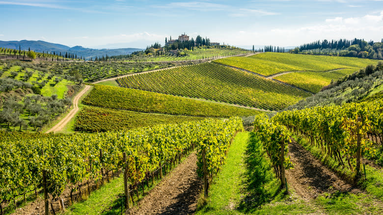 Grapes growing in a vineyard