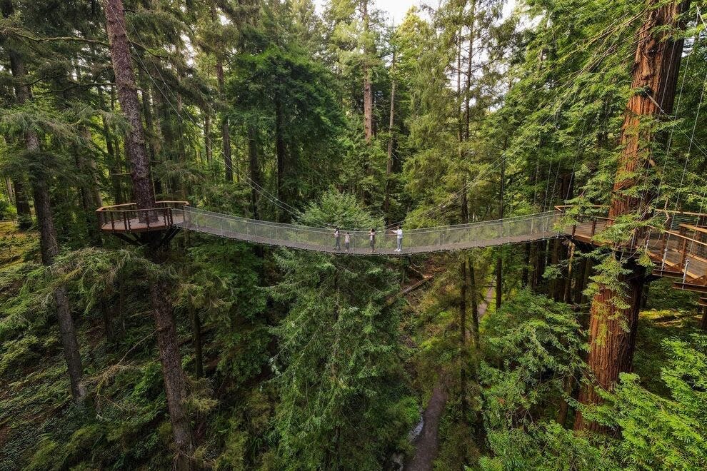 The Redwood Sky Walk