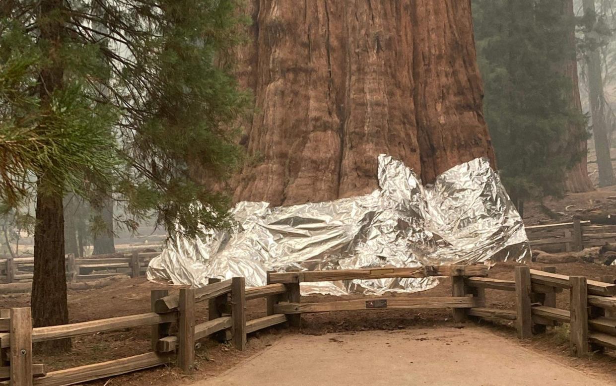 Firefighters wrap the historic General Sherman Tree - AFP