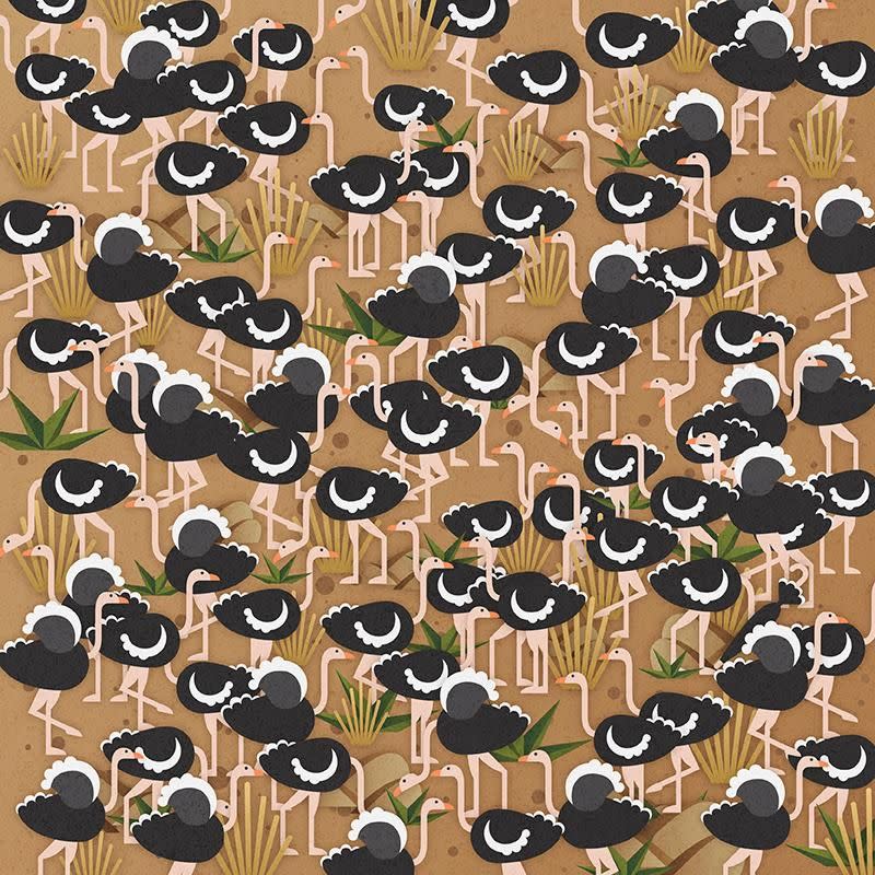 Can you spot the umbrella amongst the ostriches? Photo: Lenstore.co.uk