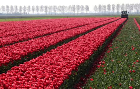 A farmer cuts tulips on a field near the city of Creil, Netherlands April 19, 2019. REUTERS/Yves Herman