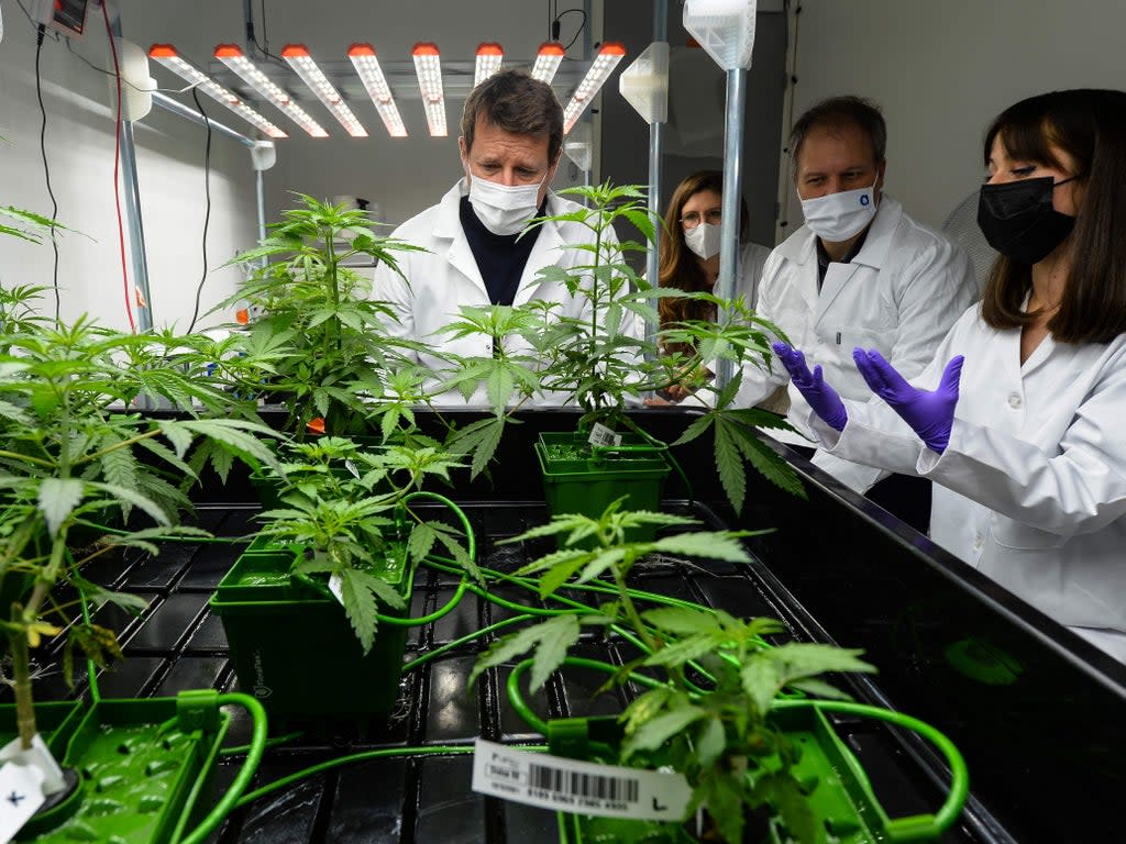 A French politician visits a therapeutic cannabis laboratory in Angers, France, 8 January 2022 (AFP via Getty Images)