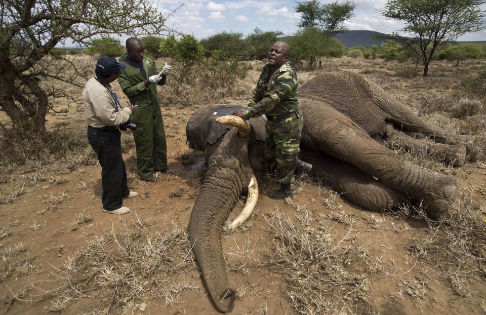 FILE - In this Tuesday, Dec. 3, 2013 file photo, a member of the veterinary team shouts to others to clear the area as they prepare to revive a tranquilized wild elephant during an elephant-collaring operation near Kajiado, in southern Kenya. The United Nations Environmental Program (UNEP) is marking the U.N.'s first ever World Wildlife Day Monday, March 3, 2014 to raise awareness about an illicit global trade in illegal timber, elephant ivory and rhino horns worth an estimated $19 billion. (AP Photo/Ben Curtis, File)