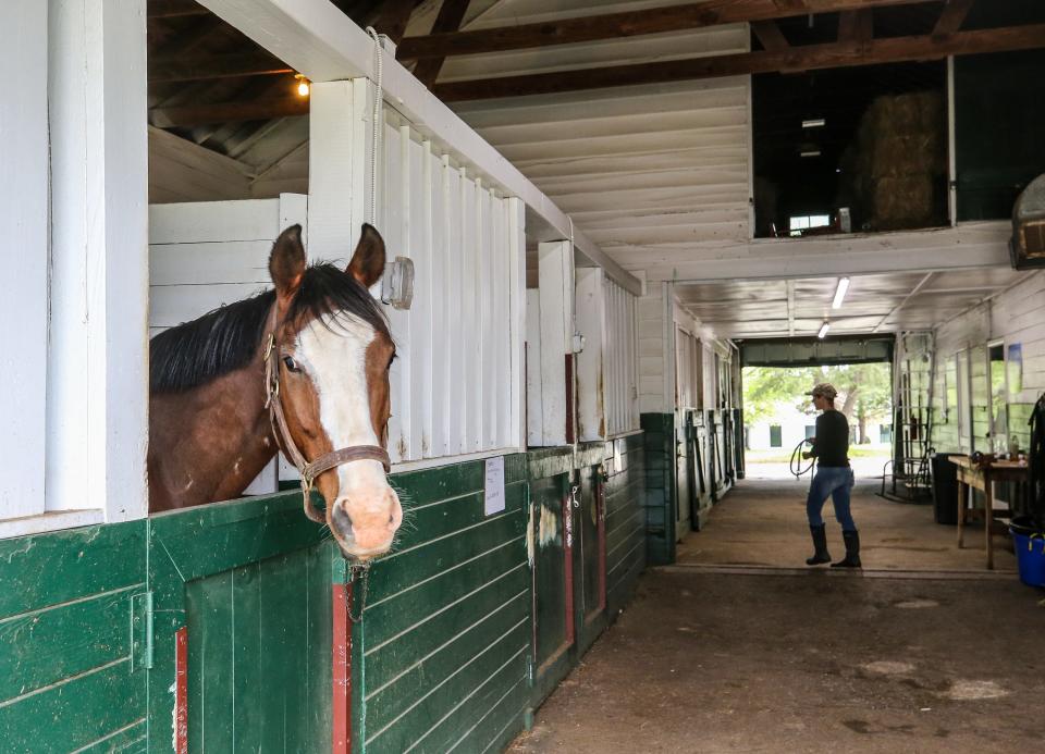 Twinkling Knight peeks out the stalls at the main barn at Chorleywood.   25-acre Chorleywood Farm is home to nonprofit Thoroughbred transition program Second Stride, which provides rehabilitation, retraining and committed adoptive homes to retired racehorses, broodmares and young Thoroughbreds not suited to the track. Chorleywood Farm generally houses 16 transitioning Thoroughbreds at any one time, and may serve 80 horses over a year. 