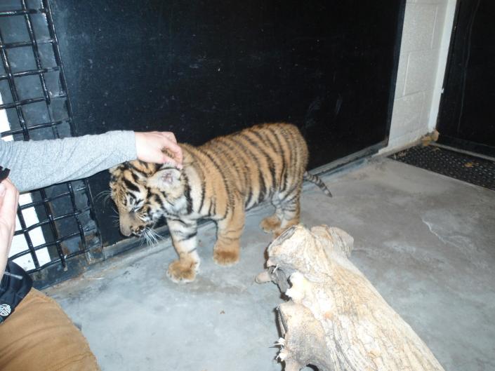 A Bengal tiger found on Tuesday, Jan. 10, 2023 in New Mexico.