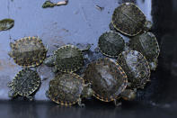 <p>Terrapins are seen during a news conference in San Salvador October 29, 2014. Authorities of the Ministry of Enviroment of El Salvador rescued about 100 endangered animals abandoned in a dumpster near the border with Honduras on Wednesday morning, local media reported. More than 90 turtles, monkeys and parrots were found in plastic bags ready to be smuggled into Salvadorean territory. (Photo: Jose Cabezas/Reuters) </p>