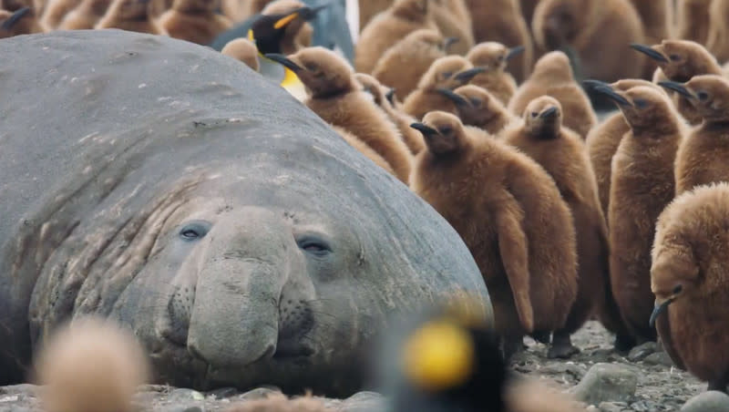A video screen shot of emperor penguin chicks swarming an elephant seal is pictured on X, formerly know as Twitter.
