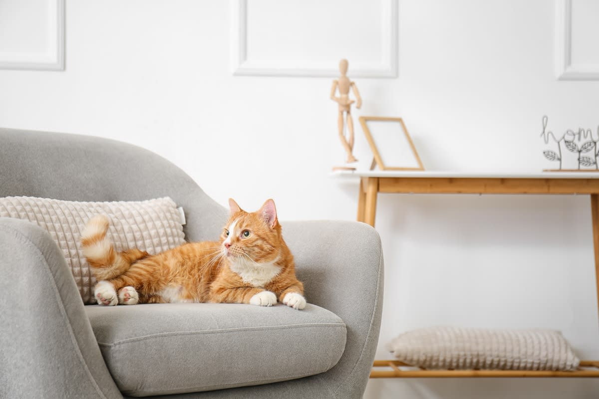 An orange cat relaxing on a gray armchair<p>Pixel-Shot via Shutterstock</p>