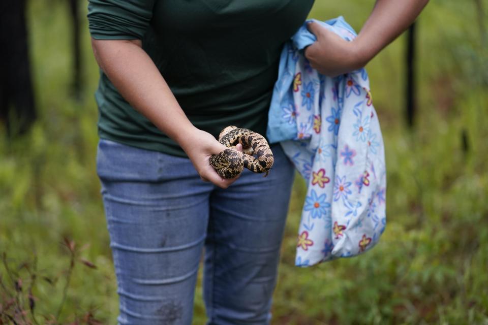 Cassie Collins, research husbandry technician for the Memphis Zoo, takes a young Louisiana pine snake out of a pillowcase, which were bred at the zoo, during the release of several of about 100 Louisiana pine snakes, which are a threatened species, in Kisatchie National Forest, La., Friday, May 5, 2023. (AP Photo/Gerald Herbert)