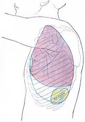 A Spleen Gene-and a Ribosomal Surprise